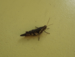 Orthoptera