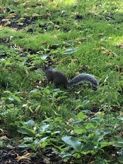 Sciurus carolinensis
