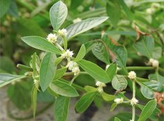 Alternanthera paronychioides