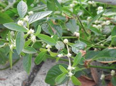 Alternanthera paronychioides