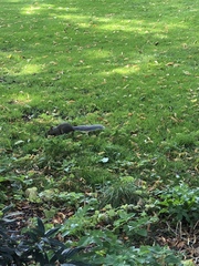 Sciurus carolinensis