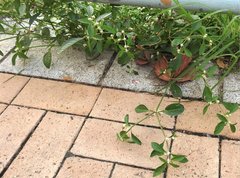 Alternanthera paronychioides