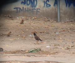 Acridotheres tristis