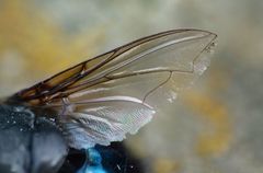 Calliphora quadrimaculata