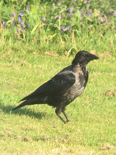 Hooded × Carrion Crow