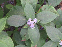 Hydrangea involucrata