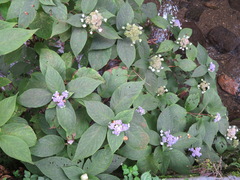 Hydrangea involucrata