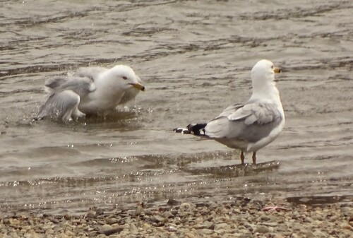 Ring-billed Gull photographed in Vermont