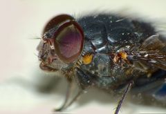 Calliphora quadrimaculata
