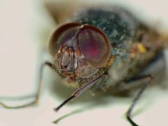 Calliphora quadrimaculata