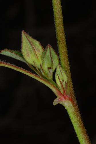 Sida spinosa