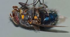 Calliphora quadrimaculata