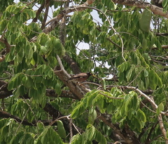Acridotheres tristis