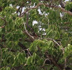Acridotheres tristis