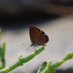 Brephidium pseudofea