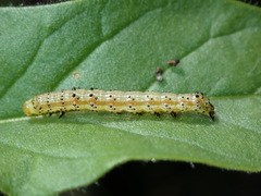 Pyrrhia