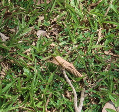 Crocothemis servilia
