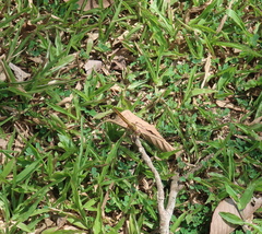 Crocothemis servilia