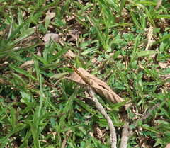Crocothemis servilia