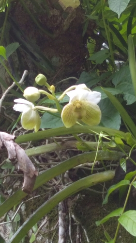 Vanda sanderiana