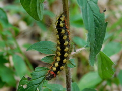 Acronicta euphorbiae