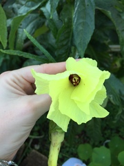 Abelmoschus moschatus