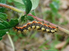 Acronicta euphorbiae