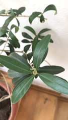Magnoliopsida