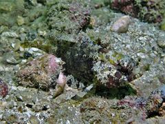 Centrogenys vaigiensis
