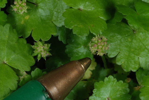 Sibthorp's Pennywort