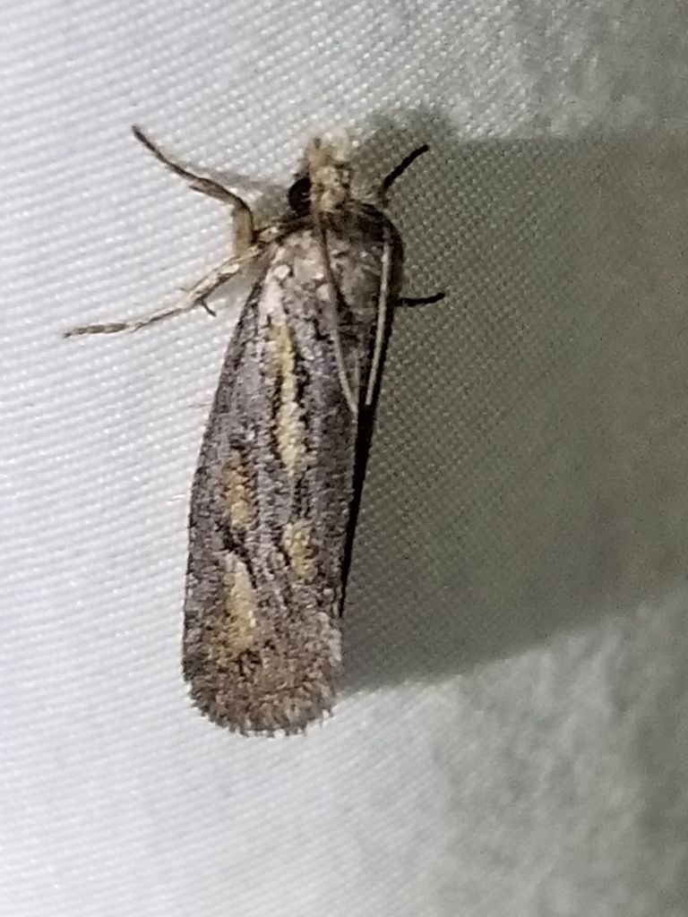 Clemens' Grass Tubeworm Moth from Patuxent Research Refuge, Anne ...