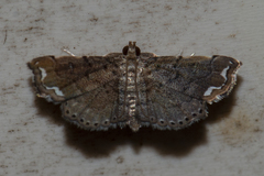 Neomusotima conspurcatalis