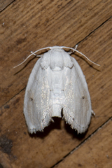 Niphopyralis