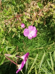 Epilobium hirsutum