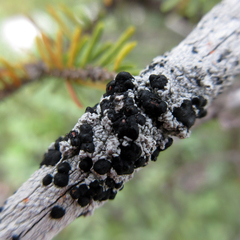 Mycoblastus sanguinarioides