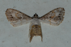 Europlema