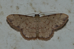 Idaea craspedota