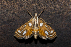 Malickyella lobophoralis