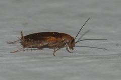 Anaplectella