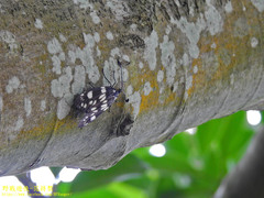 Eterusia aedea formosana