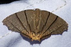 Orudiza protheclaria