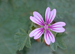 Malva sylvestris