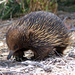 Eastern Short-beaked Echidna - Photo (c) deborod, some rights reserved (CC BY-NC), uploaded by deborod