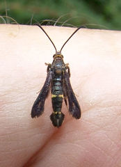 Carmenta pyralidiformis