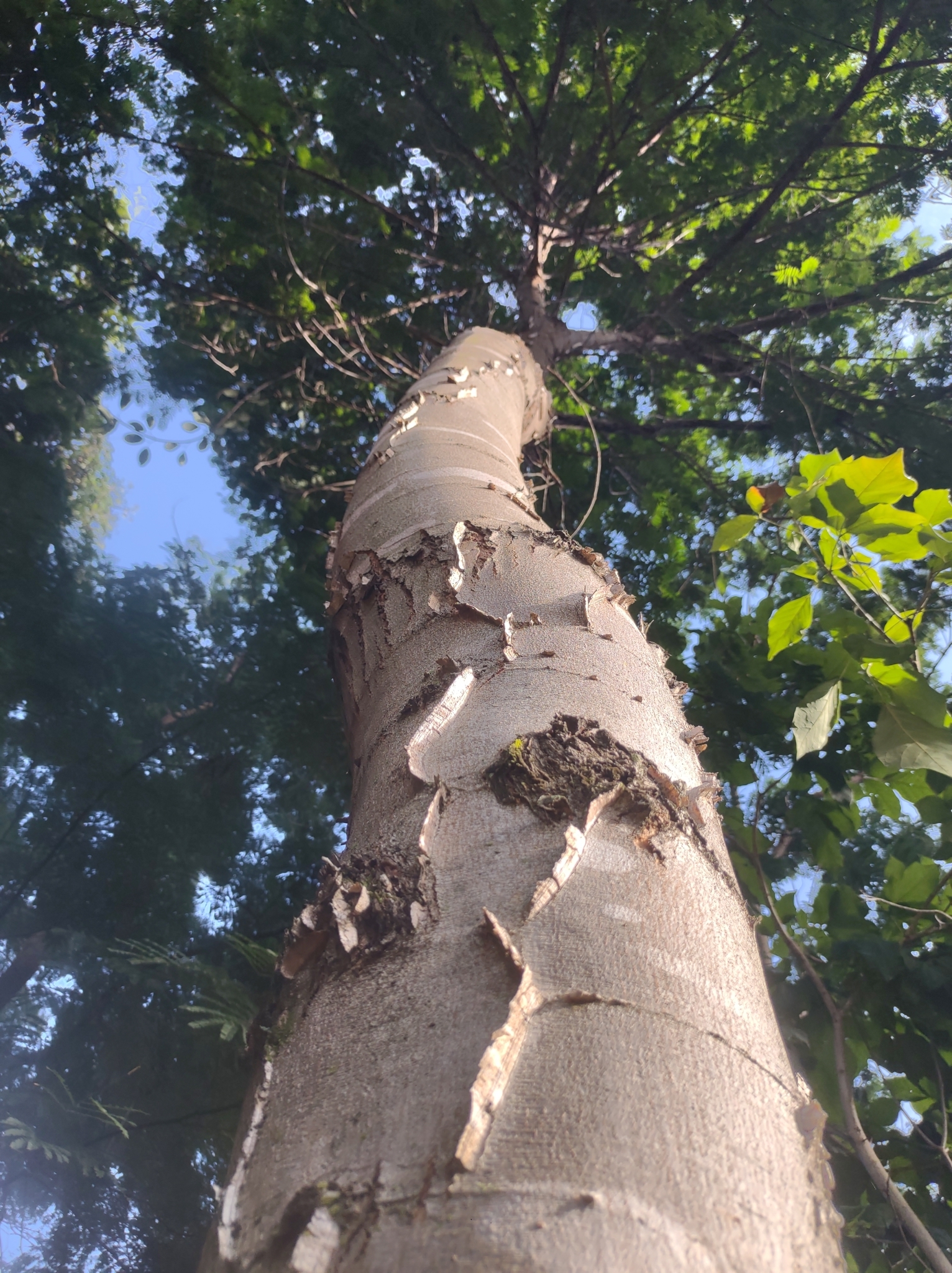 Imagem de Angico-Jacaré