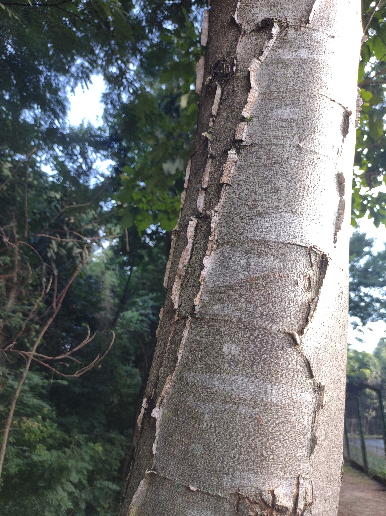 Imagem de Angico-Jacaré