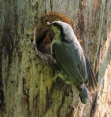 Sitta europaea albifrons