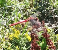 Sympetrum sanguineum