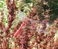 Sympetrum sanguineum