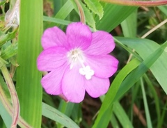 Epilobium hirsutum